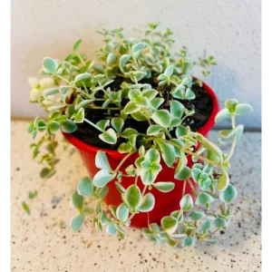 Sedum 'Little Missy' Succulent Plant - 2 Inch Live Plant for Indoor & Outdoor Decor - Image 3