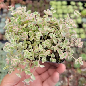 Sedum 'Little Missy' Succulent Plant - 2 Inch Live Plant for Indoor & Outdoor Decor - Image 4