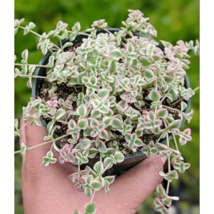 Sedum 'Little Missy' Succulent Plant - 2 Inch Live Plant for Indoor & Outdoor Decor - Image 1