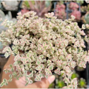 Sedum 'Little Missy' Succulent Plant - 2 Inch Live Plant for Indoor & Outdoor Decor - Image 5