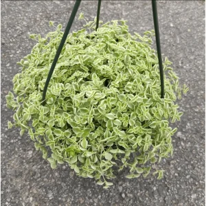 Sedum 'Little Missy' Succulent Plant - 2 Inch Live Plant for Indoor & Outdoor Decor - Image 6