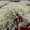 Sedum Little Missy Variegated Succulent Live Plant 4 Inch Pot - Trailing Groundcover - Image 1