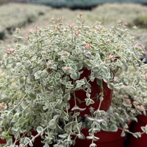 Sedum Little Missy Variegated Succulent Live Plant 4 Inch Pot - Trailing Groundcover - Image 1