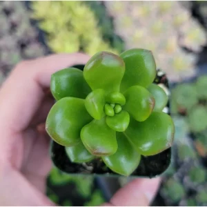 Sedum Lucidum 'Obesum' Succulent Live Plant – 2 Inch Pot – Indoor/Outdoor Decor - Image 2