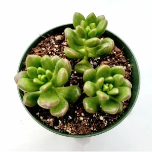 Sedum Lucidum 'Obesum' Succulent Live Plant – 2 Inch Pot – Indoor/Outdoor Decor - Image 3