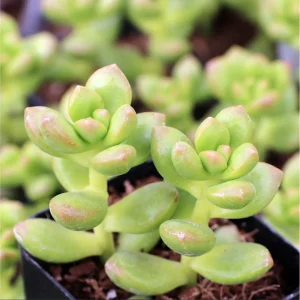 Sedum Lucidum 'Obesum' Succulent Live Plant – 2 Inch Pot – Indoor/Outdoor Decor - Image 4