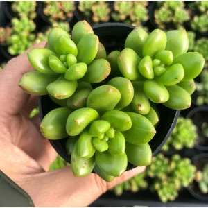 Sedum Lucidum 'Obesum' Succulent Live Plant – 2 Inch Pot – Indoor/Outdoor Decor - Image 5