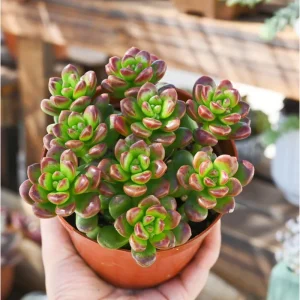 Sedum Lucidum 'Obesum' Succulent Live Plant – 2 Inch Pot – Indoor/Outdoor Decor - Image 6