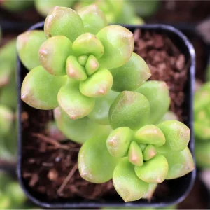 Sedum Lucidum 'Obesum' Succulent Live Plant – 2 Inch Pot – Indoor/Outdoor Decor - Image 1