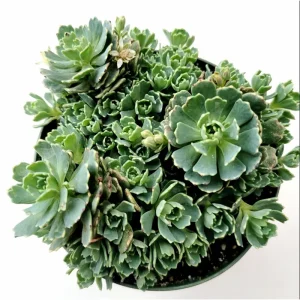 Sedum Pachyclaudos White Diamond Succulent Plant 2 Inch Pot Indoor Outdoor - Image 2