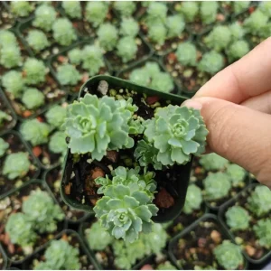 Sedum Pachyclaudos White Diamond Succulent Plant 2 Inch Pot Indoor Outdoor - Image 3