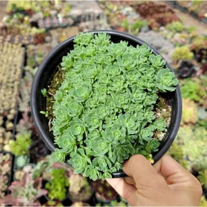 Sedum Pachyclaudos White Diamond Succulent Plant 2 Inch Pot Indoor Outdoor - Image 4