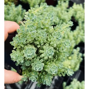 Sedum Pachyclaudos White Diamond Succulent Plant 2 Inch Pot Indoor Outdoor - Image 5