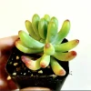 Sedum Pachyphyllum 'Jelly Beans' Succulent Live Plant 2 Inch Pot Indoor/Outdoor - Image 1