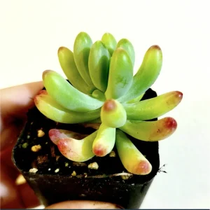 Sedum Pachyphyllum 'Jelly Beans' Succulent Live Plant 2 Inch Pot Indoor/Outdoor - Image 1