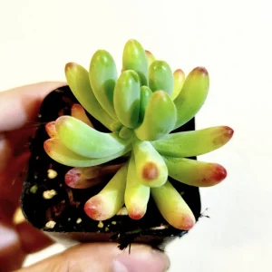 Sedum Pachyphyllum 'Jelly Beans' Succulent Live Plant 2 Inch Pot Indoor/Outdoor - Image 2
