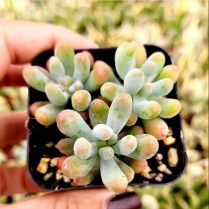 Sedum Pachyphyllum 'Jelly Beans' Succulent Live Plant 2 Inch Pot Indoor/Outdoor - Image 3