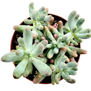 Sedum Pachyphyllum 'Jelly Beans' Succulent Live Plant 2 Inch Pot Indoor/Outdoor - Image 4