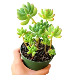 Sedum Pachyphyllum 'Jelly Beans' Succulent Live Plant 2 Inch Pot Indoor/Outdoor - Image 5