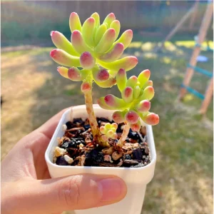 Sedum Pachyphyllum 'Jelly Beans' Succulent Live Plant 2 Inch Pot Indoor/Outdoor - Image 6