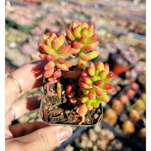 Sedum Rubrotinctum Jelly Bean Succulent Live Plant 2 Inch Pot Indoor Outdoor - Image 3