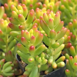 Sedum Rubrotinctum Jelly Bean Succulent Live Plant 2 Inch Pot Indoor Outdoor - Image 5