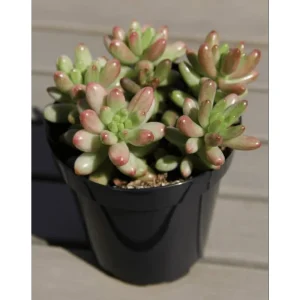 Sedum Rubrotinctum Jelly Bean Succulent Live Plant 2 Inch Pot Indoor Outdoor - Image 6