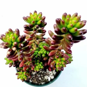 Sedum Rubrotinctum Jelly Bean Succulent Live Plant 2 Inch Pot Indoor Outdoor - Image 1