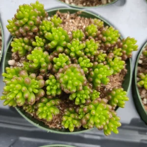 Sedum Rubrotinctum 'Mini Me' Succulent Live Plant - 2 Inch Pot - Indoor/Outdoor - Image 2
