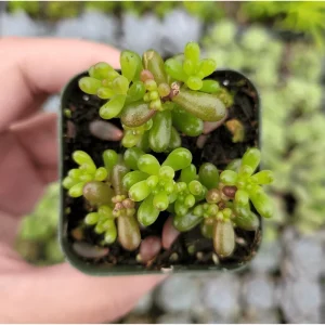 Sedum Rubrotinctum 'Mini Me' Succulent Live Plant - 2 Inch Pot - Indoor/Outdoor - Image 3