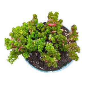 Sedum Rubrotinctum 'Mini Me' Succulent Live Plant - 2 Inch Pot - Indoor/Outdoor - Image 4
