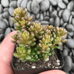 Sedum Rubrotinctum 'Mini Me' Succulent Live Plant - 2 Inch Pot - Indoor/Outdoor - Image 5