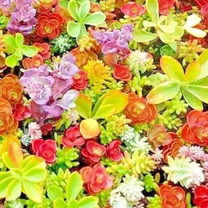 Sedum Seeds Spring Mix - 200 Succulent Ground Cover Stonecrop Seeds - Outdoor Perennial - Image 2