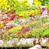 Sedum Seeds Spring Mix - 200 Succulent Ground Cover Stonecrop Seeds - Outdoor Perennial - Image 1