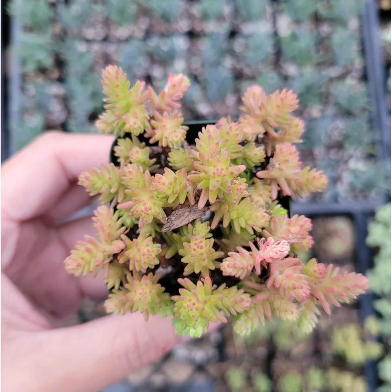 Sedum Sexangulare Tasteless Stonecrop Succulent Live Plant 2 Inch Pot Indoor Outdoor - Image 2