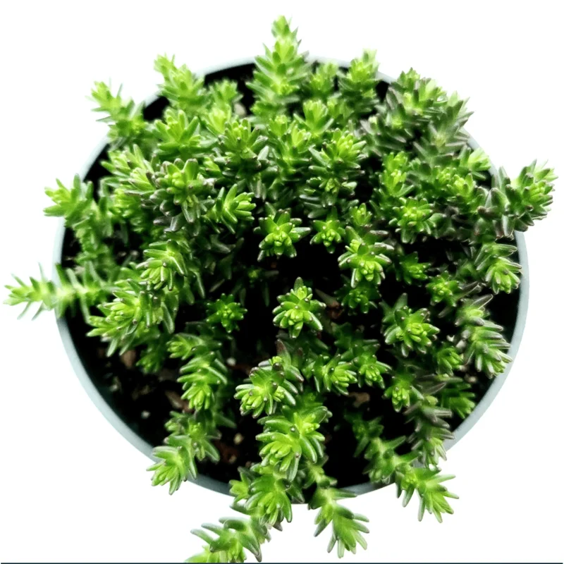 Sedum Sexangulare Tasteless Stonecrop Succulent Live Plant 2 Inch Pot Indoor Outdoor - Image 3