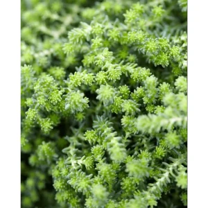 Sedum Sexangulare Tasteless Stonecrop Succulent Live Plant 2 Inch Pot Indoor Outdoor - Image 4