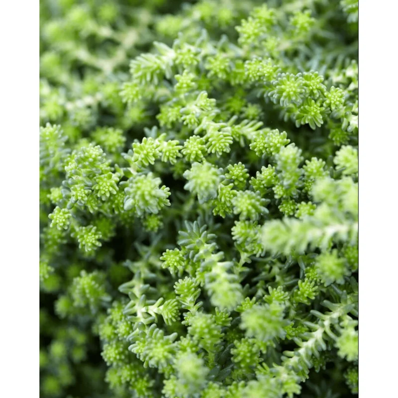 Sedum Sexangulare Tasteless Stonecrop Succulent Live Plant 2 Inch Pot Indoor Outdoor - Image 4