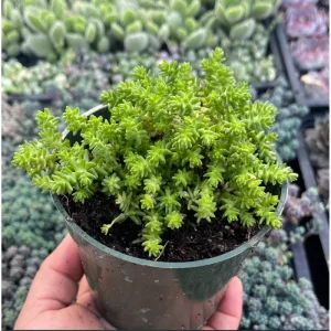 Sedum Sexangulare Tasteless Stonecrop Succulent Live Plant 2 Inch Pot Indoor Outdoor - Image 5