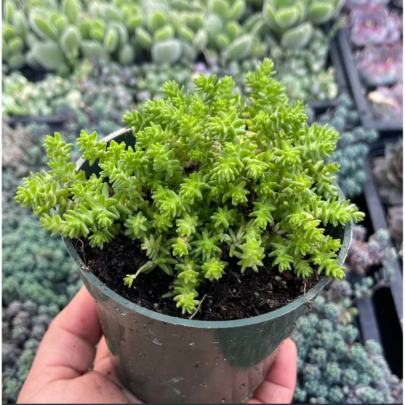 Sedum Sexangulare Tasteless Stonecrop Succulent Live Plant 2 Inch Pot Indoor Outdoor - Image 5
