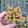 Sedum Sexangulare Tasteless Stonecrop Succulent Live Plant 2 Inch Pot Indoor Outdoor - Image 1