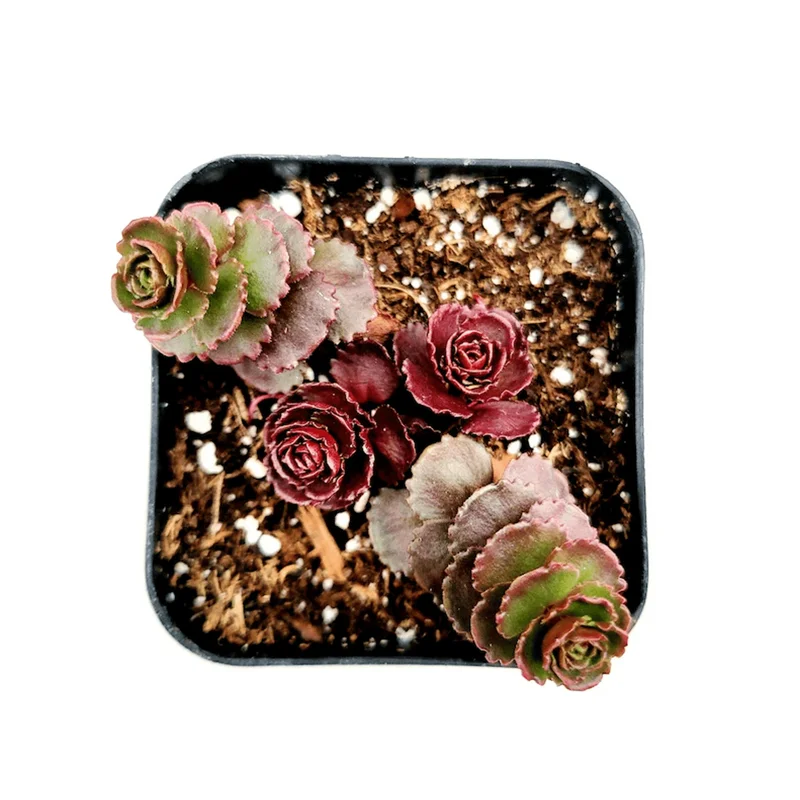 Sedum Spurium 'Dragon's Blood' Live Succulent Plant - 2 Inch Pot, Indoor/Outdoor - Image 3