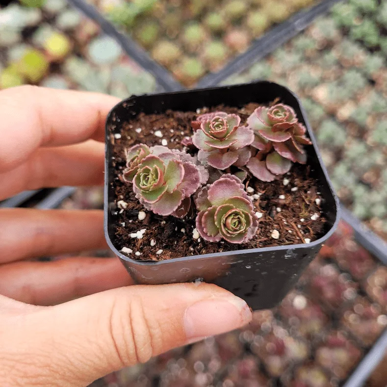 Sedum Spurium 'Dragon's Blood' Live Succulent Plant - 2 Inch Pot, Indoor/Outdoor - Image 5