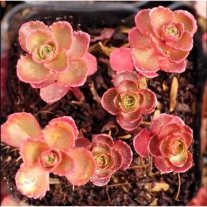Sedum Spurium 'Dragon's Blood' Live Succulent Plant - 2 Inch Pot, Indoor/Outdoor - Image 6