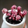 Sedum Spurium 'Dragon's Blood' Live Succulent Plant - 2 Inch Pot, Indoor/Outdoor - Image 1