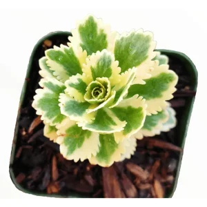 Sedum Takesimense Atlantis Variegated Succulent Live Plant 2 Inch Pot Indoor Outdoor - Image 1