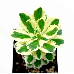Sedum Takesimense Atlantis Variegated Succulent Live Plant 2 Inch Pot Indoor Outdoor - Image 3