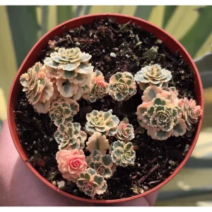 Sedum Takesimense Atlantis Variegated Succulent Live Plant 2 Inch Pot Indoor Outdoor - Image 4