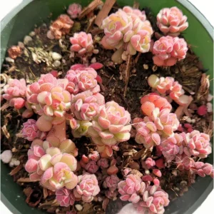 Sedum Versadense Korean Succulent Plant – 2 Inch Live Succulent – Indoor/Outdoor Decor - Image 1