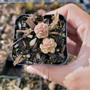 Sedum Versadense Korean Succulent Plant – 2 Inch Live Succulent – Indoor/Outdoor Decor - Image 4